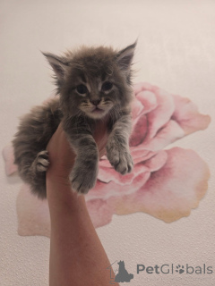 Foto №3. Mainecoon-Kätzchen. Großbritannien