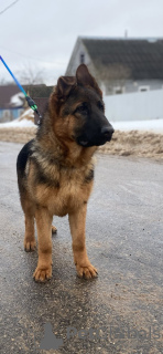 Foto №1. deutscher schäferhund - zum Verkauf in der Stadt Minsk | 304€ | Ankündigung № 89547