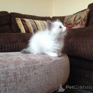 Foto №3. Ragdoll, Bengalen und siamesische Kätzchen bereit für neues Zuhause. Russische Föderation