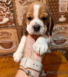 Foto №1.  - zum Verkauf in der Stadt Anderlecht | 750€ | Ankündigung № 162855