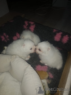 Foto №3. 3 weiße KC-registrierte Bündel voller Freude. USA