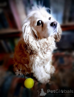 Foto №2 zu Ankündigung № 160706 zu verkaufen amerikanischer cocker spaniel - einkaufen Russische Föderation quotient 	ankündigung