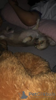 Foto №3. Chihuahua-Velpe. Deutschland