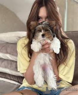 Foto №3. Der Kauf eines praktischen Yorkshire-Terrier-Welpen. Belgien