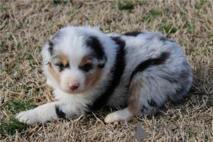 Foto №1. australian shepherd - zum Verkauf in der Stadt Virginia Beach | verhandelt | Ankündigung № 110084