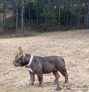 Zusätzliche Fotos: Azura amerikanischer Taschentyrann