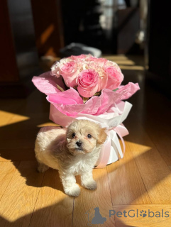 Foto №1. mischlingshund - zum Verkauf in der Stadt Paris | verhandelt | Ankündigung № 159229