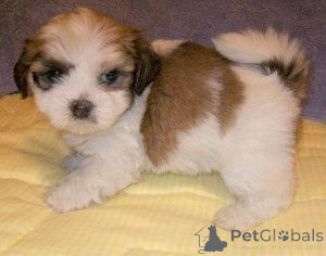 Foto №1. lhasa apso - zum Verkauf in der Stadt Eschborn | 450€ | Ankündigung № 169460
