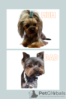 Foto №1. yorkshire terrier - zum Verkauf in der Stadt Indianapolis | 473€ | Ankündigung № 101291