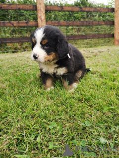 Foto №3. Süße Berner Sennenwelpen zur kostenlosen Adoption. Deutschland