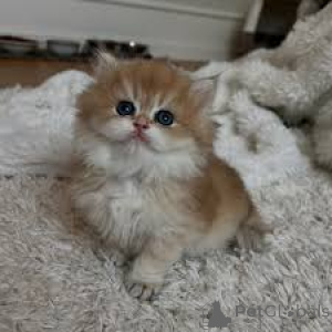 Foto №3. Exotisches Kurzhaar-Kätzchen zu verkaufen. Finnland