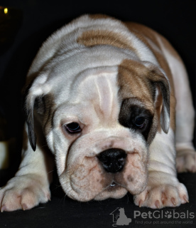 Foto №2 zu Ankündigung № 8356 zu verkaufen englische bulldogge - einkaufen Russische Föderation 