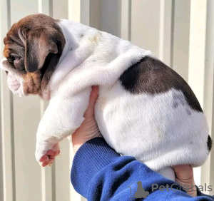 Foto №3. Englische Bulldogge Welpen zur Adoption. Deutschland