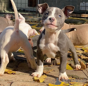 Foto №3. Amerikanischer Tyrann. Russische Föderation