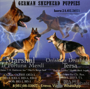 Foto №1. deutscher schäferhund - zum Verkauf in der Stadt Ханты-Мансийск | verhandelt | Ankündigung № 9504