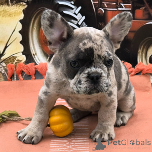Foto №1. französische bulldogge - zum Verkauf in der Stadt New York | 775€ | Ankündigung № 175379