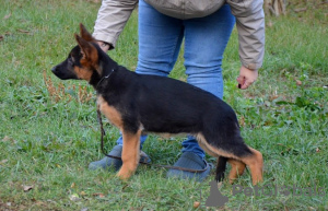 Foto №4. Ich werde verkaufen deutscher schäferhund in der Stadt New York. quotient 	ankündigung, vom kindergarten, züchter - preis - 757€