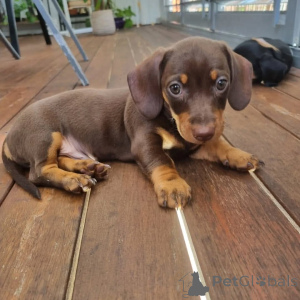 Foto №2 zu Ankündigung № 163559 zu verkaufen  - einkaufen Kanada 