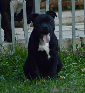 Foto №1. staffordshire bull terrier - zum Verkauf in der Stadt Москва | verhandelt | Ankündigung № 13610