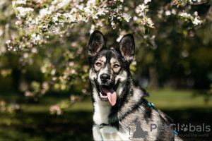 Foto №4. Ich werde verkaufen mischlingshund in der Stadt Москва. quotient 	ankündigung, aus dem tierheim - preis - Frei