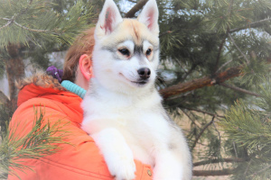 Zusätzliche Fotos: Sibirischer Husky 31.12.2014.