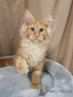 Foto №3. Ein ideales Kätzchen für die ganze Familie, MAINE COON KITTEN mit Stammbaum. Deutschland