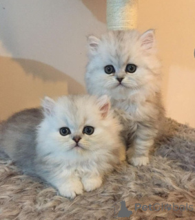 Foto №1. chinchilla-katze - zum Verkauf in der Stadt Aizlenten | 450€ | Ankündigung № 158832