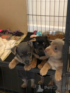 Foto №2 zu Ankündigung № 167505 zu verkaufen jack russell terrier - einkaufen Dänemark quotient 	ankündigung, züchter