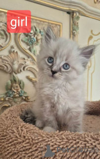 Foto №2 zu Ankündigung № 161382 zu verkaufen sibirische katze - einkaufen USA quotient 	ankündigung