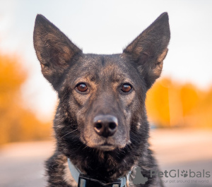 Foto №1. mischlingshund - zum Verkauf in der Stadt Москва | Frei | Ankündigung № 78107
