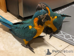 Foto №1.  - zum Verkauf in der Stadt tschechisch | verhandelt | Ankündigung № 162982