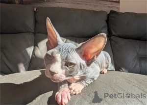 Foto №1. sphynx cat - zum Verkauf in der Stadt Berlin | 350€ | Ankündigung № 151617