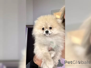 Foto №2 zu Ankündigung № 136824 zu verkaufen pommersche spitz - einkaufen Deutschland 