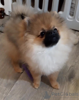 Foto №3. Zwei pommersche Jungen. Ukraine