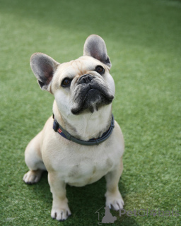 Foto №2 zu Ankündigung № 138590 zu verkaufen französische bulldogge - einkaufen Frankreich quotient 	ankündigung