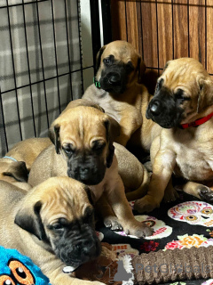 Foto №1. deutsche dogge - zum Verkauf in der Stadt Quebec City | 775€ | Ankündigung № 162778