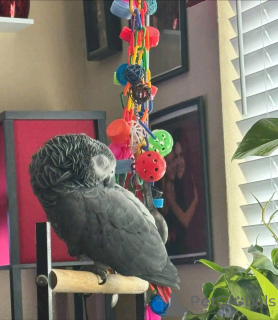 Foto №4. Ich werde verkaufen  in der Stadt Ohio.  - preis - 872€