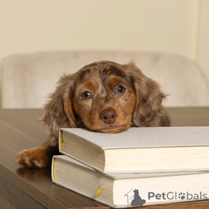 Foto №4. Ich werde verkaufen dackel in der Stadt Helsinki. quotient 	ankündigung, aus dem tierheim - preis - 500€