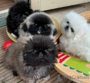 Foto №1. pekingese - zum Verkauf in der Stadt Baumholder | verhandelt | Ankündigung № 175166