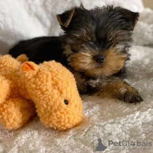 Foto №2 zu Ankündigung № 133373 zu verkaufen yorkshire terrier - einkaufen Deutschland quotient 	ankündigung