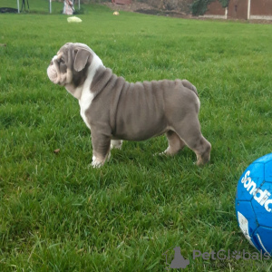 Foto №2 zu Ankündigung № 118104 zu verkaufen englische bulldogge - einkaufen Deutschland züchter