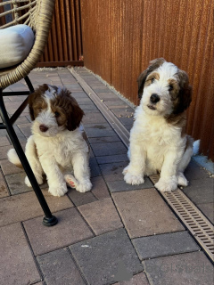 Foto №1. labradoodle - zum Verkauf in der Stadt Bayerbach | verhandelt | Ankündigung № 178082