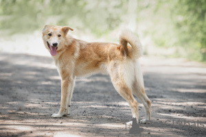 Foto №4. Ich werde verkaufen mischlingshund in der Stadt Москва. quotient 	ankündigung - preis - Frei