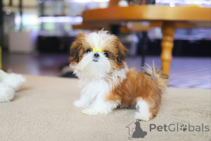Foto №2 zu Ankündigung № 154917 zu verkaufen shih tzu - einkaufen USA züchter