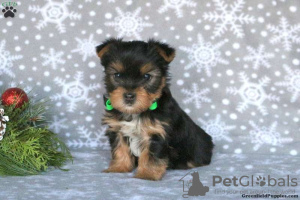 Foto №1. yorkshire terrier - zum Verkauf in der Stadt Goslar | 379€ | Ankündigung № 63826