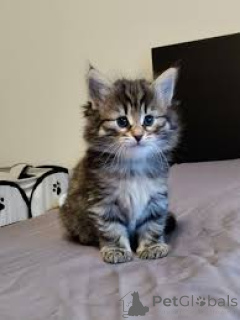 Foto №2 zu Ankündigung № 163256 zu verkaufen norwegische waldkatze - einkaufen Schweiz quotient 	ankündigung, züchter