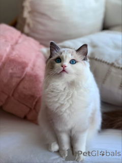 Foto №2 zu Ankündigung № 157464 zu verkaufen ragdoll-katze - einkaufen Schweden quotient 	ankündigung