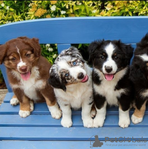 Foto №1. australian shepherd - zum Verkauf in der Stadt Ljubljana | Frei | Ankündigung № 119901