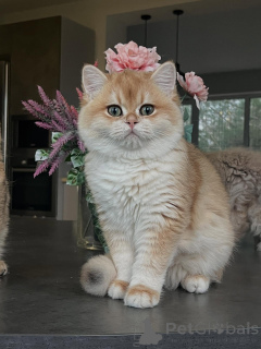 Foto №2 zu Ankündigung № 159473 zu verkaufen chinchilla-katze - einkaufen Deutschland züchter