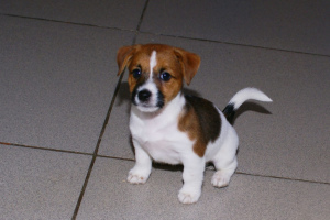 Foto №3. Welpen Jack Russell Terrier. Russische Föderation